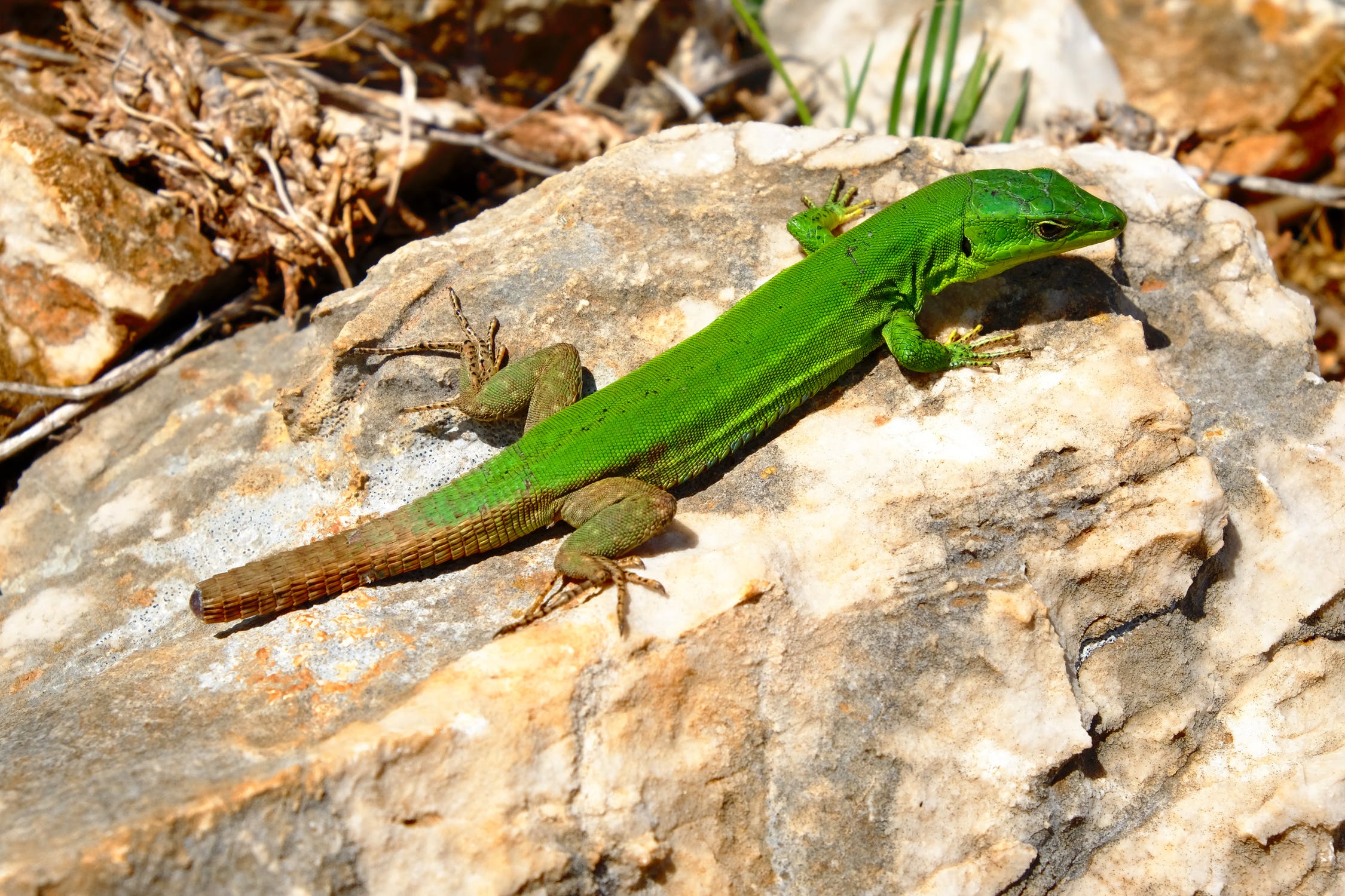 green gecko on a rock