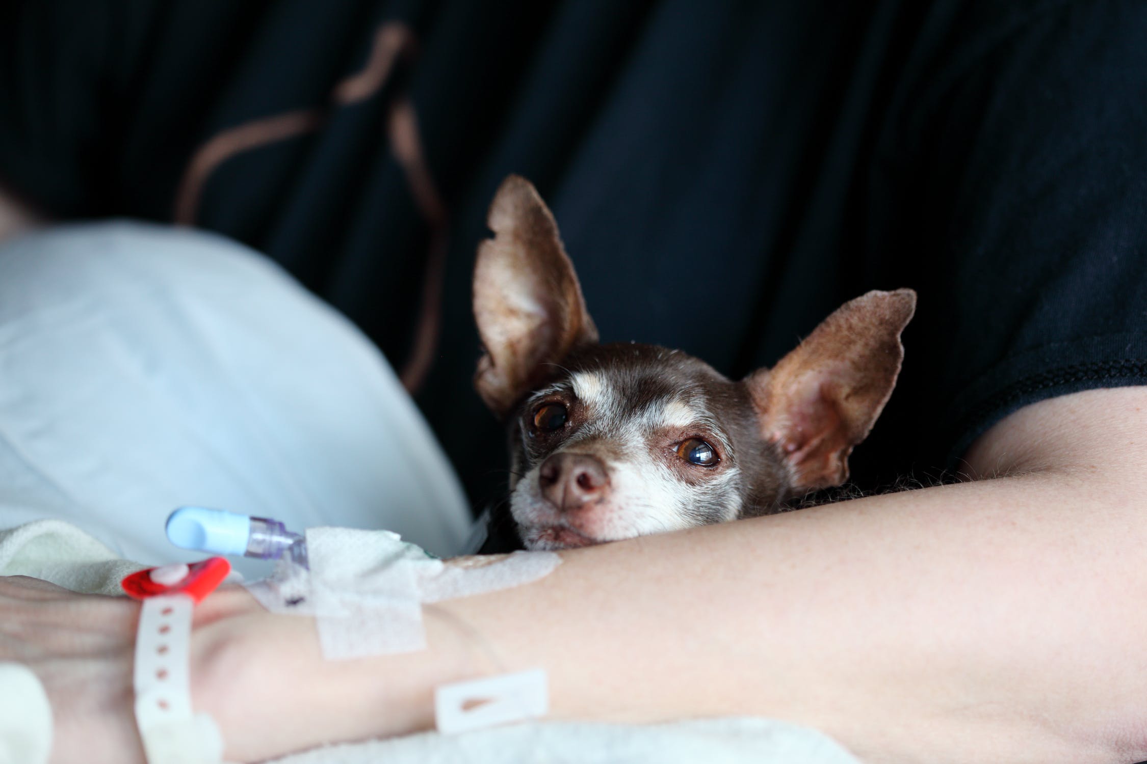 person with IV in bed and dog resting head on arm